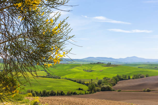 istock Bush with yellow flowers and a rural landscape view 1129403609