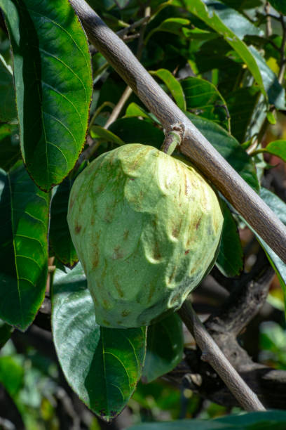 istock Green ripe cherimoya or ice cream exotic fruit with tasty fruit flavor growing on tree 1129403733