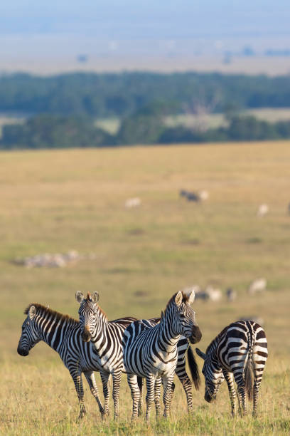 Zebra in a beautiful savannah landscape in Africa