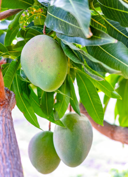 istock Tropical mango tree with big unripe mango fruits growing in orchard on Gran Canaria island, Spain. Cultivation of mango fruits on plantation. 1129403823