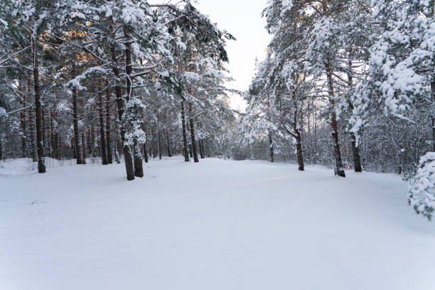 istock Landscape in winter coniferous forest. 1129404177