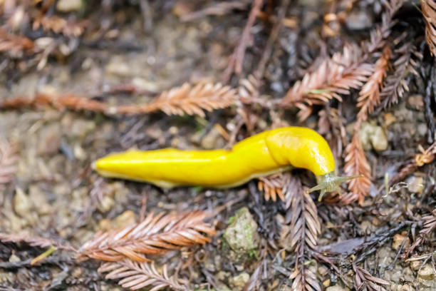istock California Banana Slug (Ariolimax californicus) crawling 1129404199
