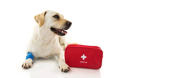 istock SICK DOG. LABRADOR  LYING DOWN WITH A BLUE BANDAGE OR ELASTIC BAND ON FOOT AND A EMERGENCY  OR FIRST AID KIT.  ISOLATED STUDIO SHOT ON WHITE BACKGROUND. 1129404390