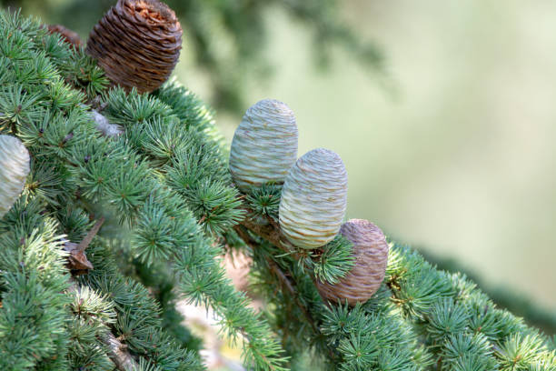 Himalayan cedar or deodar cedar tree with female and male cones, Christmas background Himalayan cedar or deodar cedar tree with female and male cones, Christmas background close up cedrus deodara stock pictures, royalty-free photos & images