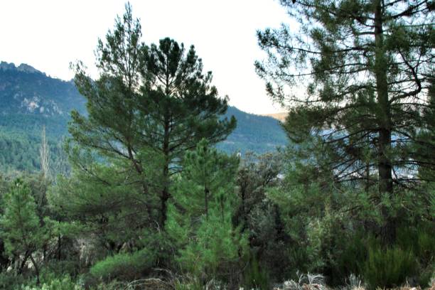 istock Mountain landscape with green vegetation in winter 1129406459