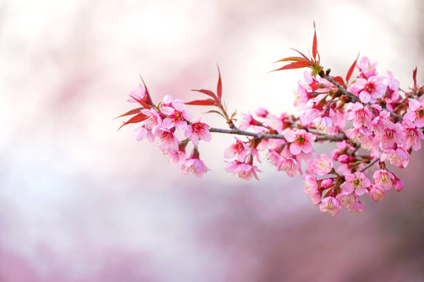 istock Prenus tree, looks like Sakura blossom. 1129408487