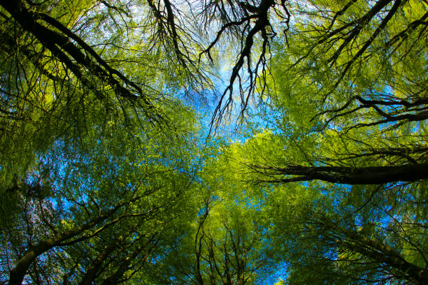 istock Beech Woodland in Spring sunshine through a fish-eye lens 1129408669