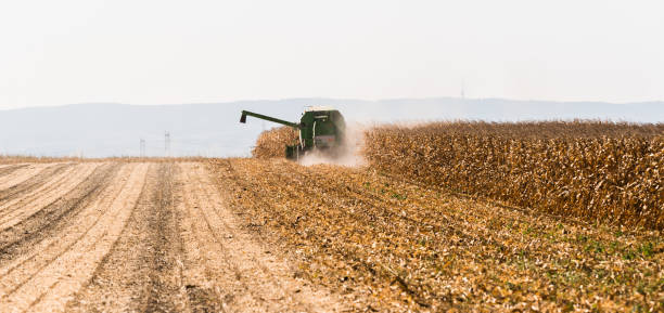 istock Harvesting of corn fields with combine 1129408673