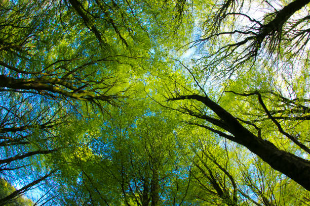 istock Beech Woodland in Spring sunshine through a fish-eye lens 1129408738