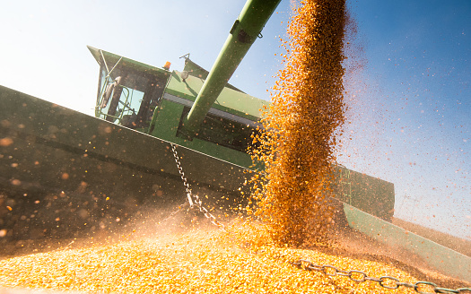 Verter el grano de maíz en remolque de tractor después de la cosecha en el campo photo