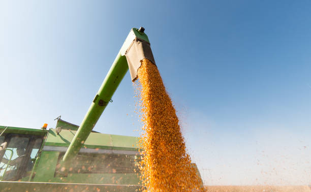 Pouring corn grain into tractor trailer after harvest at field