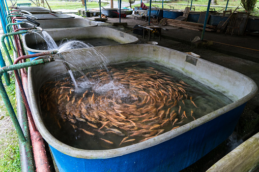 Trout farm, rearing juvenile fish in flow-through trays.