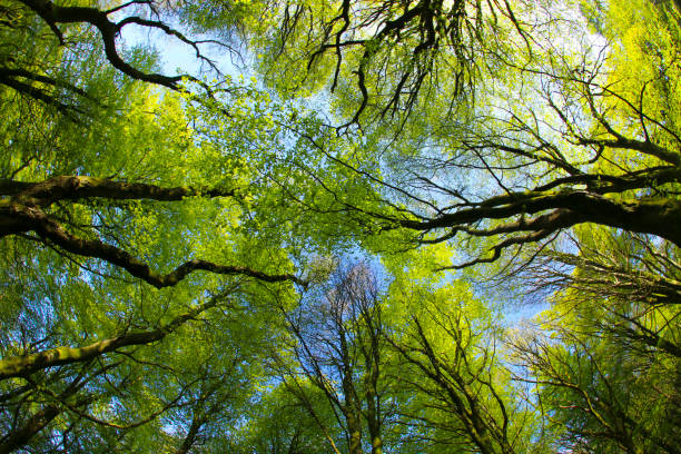 istock Beech Woodland in Spring sunshine through a fish-eye lens 1129409853