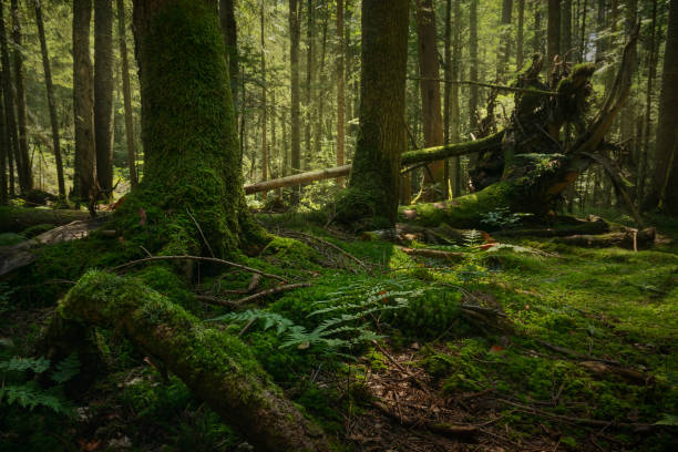istock Mossy tree roots and green vegetation in beautiful ancient rainforest with broken tree on the ground. Stunning nature landscape in Tara National park in Serbia. 1129409968