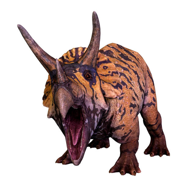 istock 3D illustration dinosaur Triceratops on white 1129411140