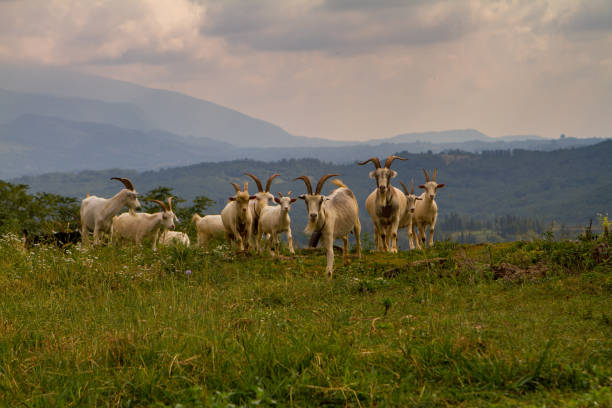 istock Mountain valley with animals in Abkhazia. 1129411312