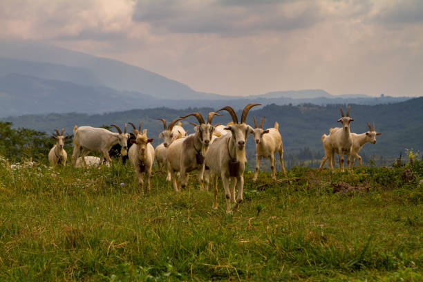 istock Mountain valley with animals in Abkhazia. 1129411332