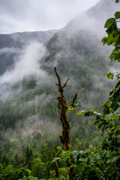 istock Mountain landscape in Abkhazia. 1129411360