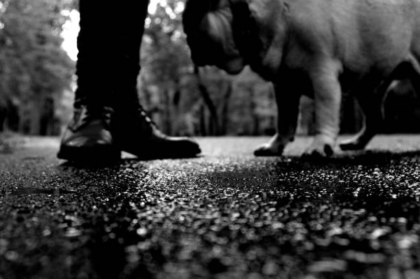 istock Beautiful cutie dog walking with owner outdoors. Pet concept. 1129411742
