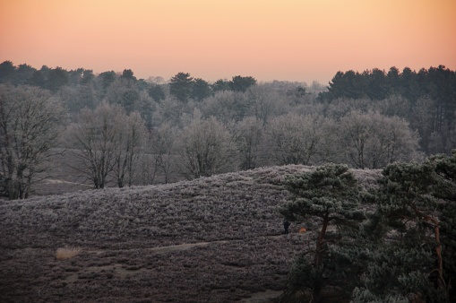 Winter sunrise over the heath area cold Brunssummerheide