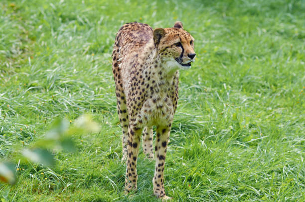 istock Young cheetah is in the grass, close up. 1129412225