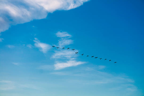 istock birds flying to home on white blue sky soft cloud 1129412818