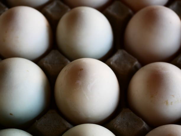 White duck eggs