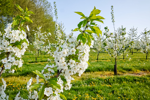 Cherry tree blossom, spring season in fruit orchards in Haspengouw agricultural region in Belgium
