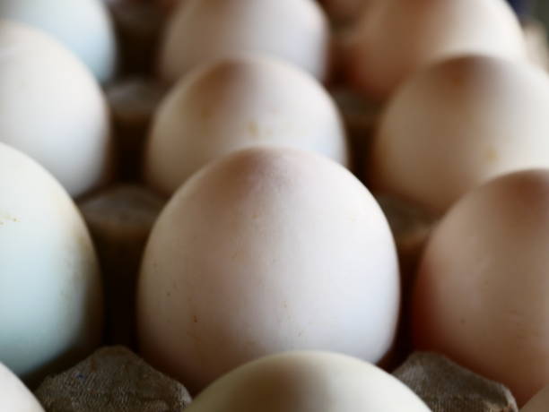White duck eggs