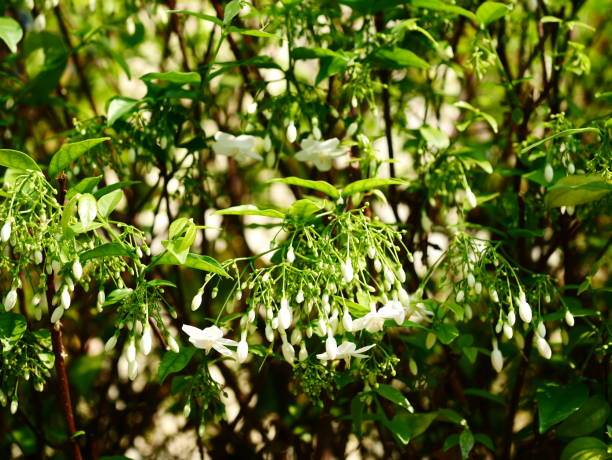 istock Green leaves wall with sun rays in the public park 1129414426