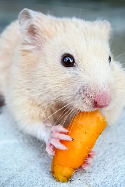 White hamster gnaws carrots. Nutrition hamsters in a cage.
