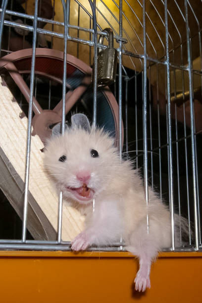istock Hamster stuck between the bars of the cage 1129414871