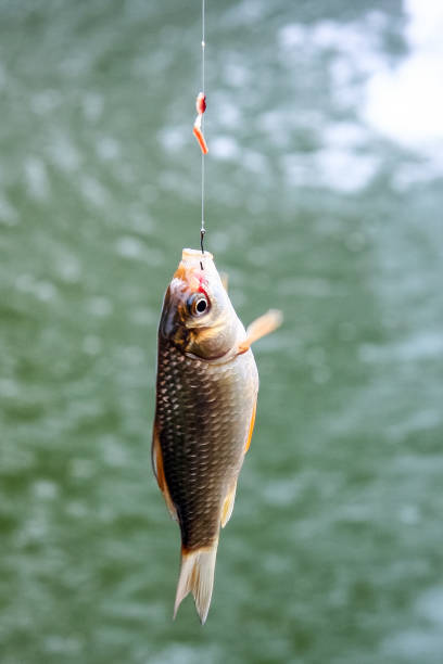 istock A small fish, hooked, fishermans catch on bait. 1129414886