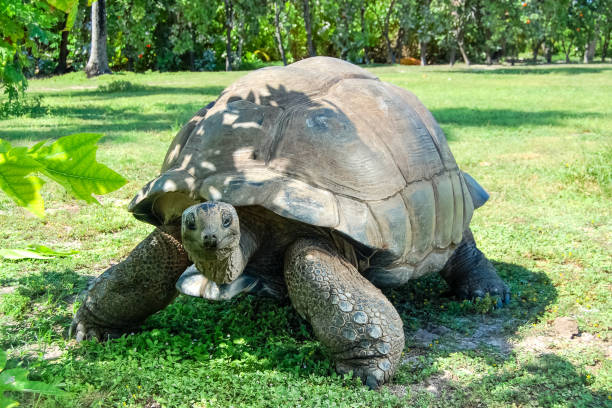 istock Giant ivory turtle on the lawn. 1129414896