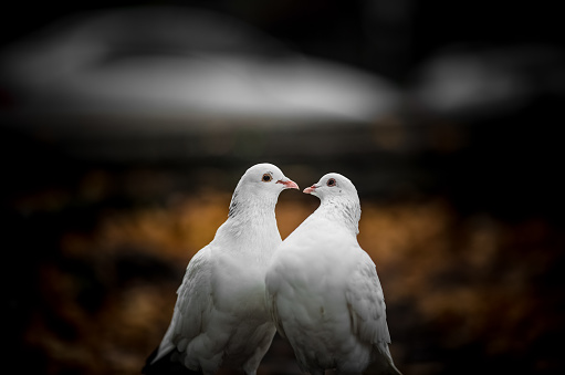 Two white lovers dove cooed together. Two white lovers dove cooed together.