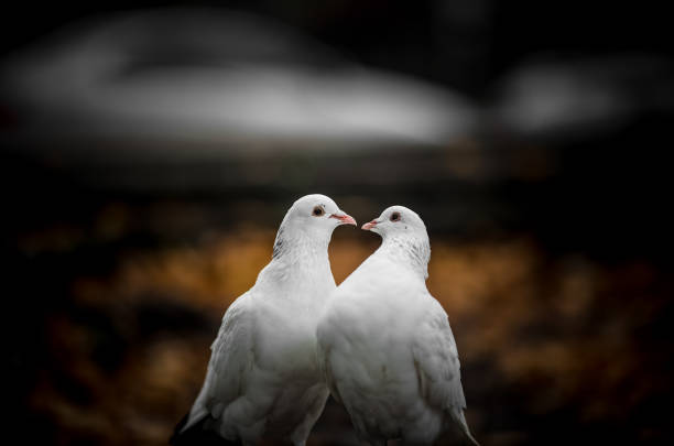 Two white lovers dove cooed together. Two white lovers dove cooed together. Two white lovers dove cooed together. pigeon meat photos stock pictures, royalty-free photos & images