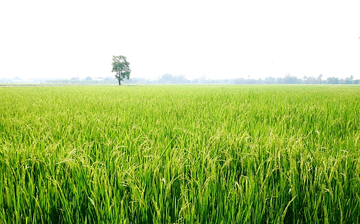 East Asia, Asia, Rice - Cereal Plant, Crop - Plant