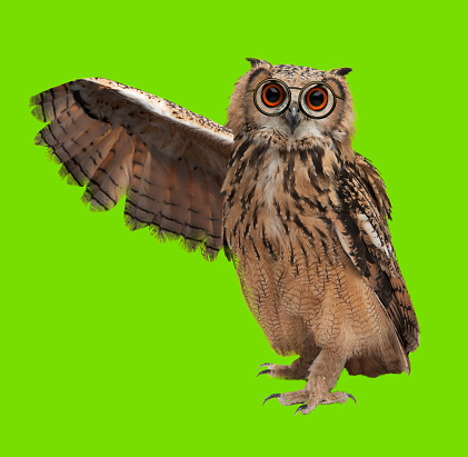 wise owl with glasses on chromakey