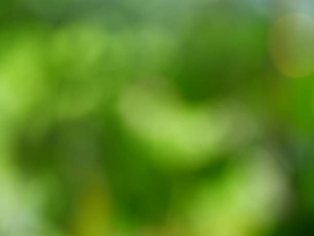 istock Bokeh of green nature background 1129419432