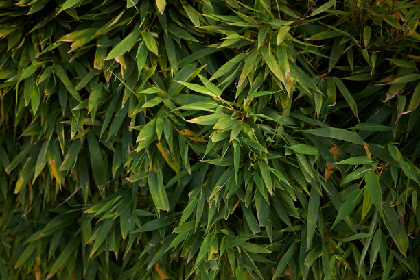 fillostachide aurea - golden bamboo foto e immagini stock