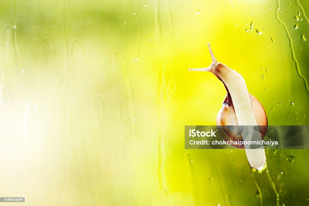 Garden snail in the rain. Garden snail in the rain.Animal background. Animal Stock Photo