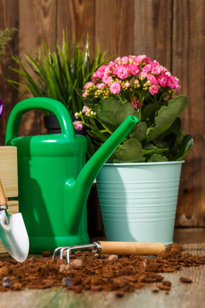 istock Gardening tools and flowers 1129423991