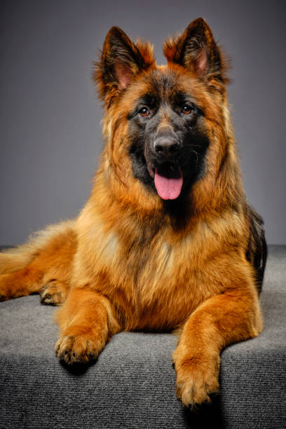 istock Longhaired German Shepherd Dog Studio Portrait 1129424402