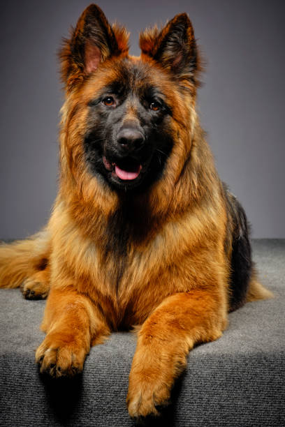 istock Longhaired German Shepherd Dog Studio Portrait 1129424403