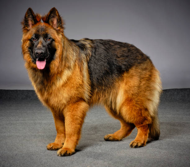 Long Hair German Shepherd Dog Stock Photos, Pictures & Royalty-Free Images  - iStock