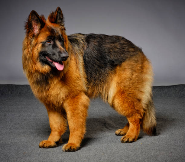 istock Longhaired German Shepherd Dog Studio Portrait 1129424514