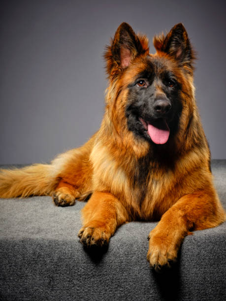 istock Longhaired German Shepherd Dog Studio Portrait 1129424531