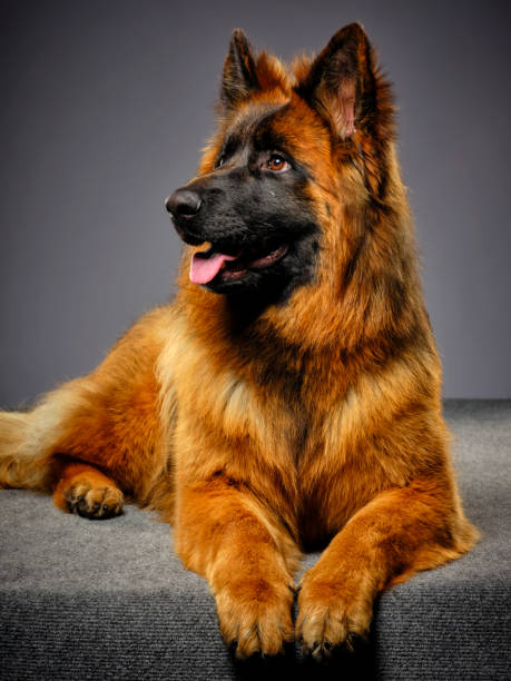 istock Longhaired German Shepherd Dog Studio Portrait 1129424545