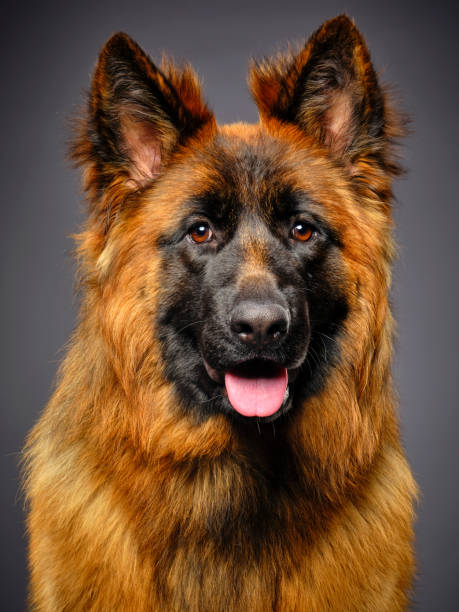 istock Longhaired German Shepherd Dog Studio Portrait 1129424551