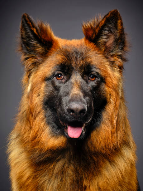 istock Longhaired German Shepherd Dog Studio Portrait 1129424598